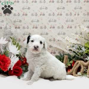 Prince Charming, Mini Bernedoodle Puppy